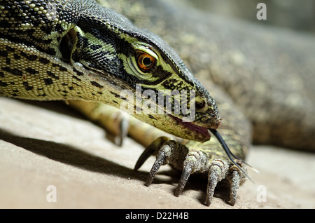 Vista laterale della testa di un australiano monitor lizard con linguetta; artiglio della lucertola un altro della stessa specie / Varanus gouldii Foto Stock