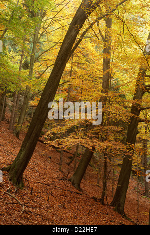 In legno di faggio in autunno colori, Ceske Svycarsko, Boemia settentrionale, Repubblica Ceca Foto Stock
