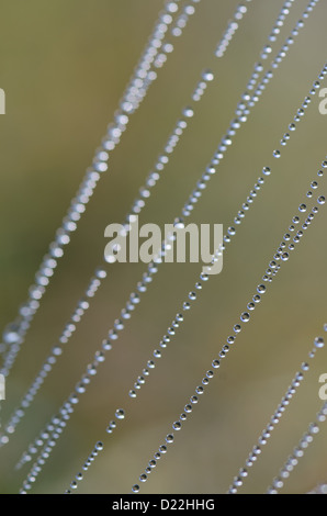 Gocce d'acqua sulla spider web o ragnatela con sfondo verde Foto Stock