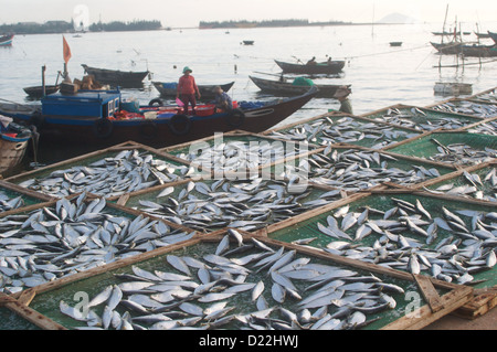 Il pesce appena pescato sono posati fuori ad asciugare al mattino presto sun sulle rive del Duy Hai Villaggio di Pescatori, Hoi An Vietnam Foto Stock