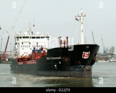 Stolt cormorano, Botlek porto, porto di Rotterdam, Olanda Foto Stock