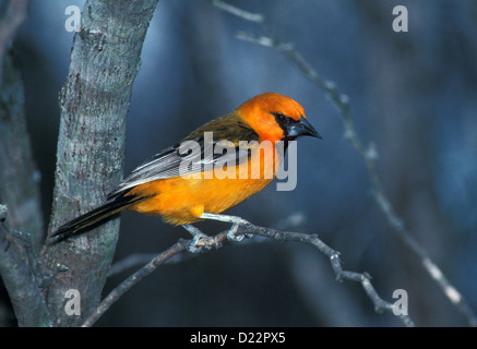 Altamira Rigogolo ittero gularis Bentsen-Rio Grande parco statale, Texas, Stati Uniti possono maschio adulto Icteridae Foto Stock