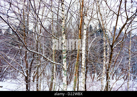 Giovani sottile birch underwood sulla neve il bordo della foresta in sera gloaming Foto Stock