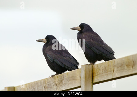 Rooks Corvus frugilegus sulla recinzione farm inverno Foto Stock