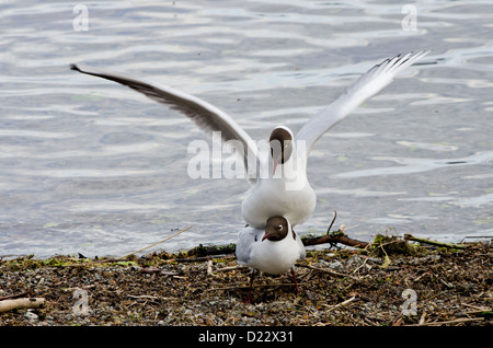 Paesaggio composizione orizzontale. Due adulti con testa nera gabbiani coniugata sul lago del bordo dell'acqua. Foto Stock