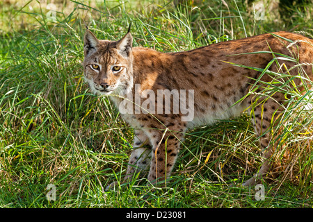 Ritratto di lince euroasiatica in piedi in erba lunga nel pomeriggio di sole Foto Stock