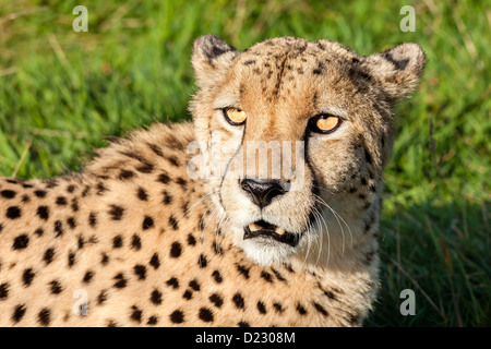 Colpo alla testa della bella Cheetah nel sole pomeridiano Acinonyx jubatus Foto Stock