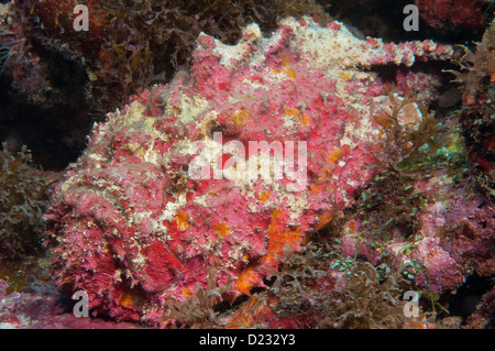 Reef pesci pietra (Synanceia verrucosa), off Port Moresby, Papua Nuova Guinea Foto Stock
