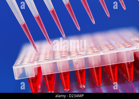 Pozzetti e pipetta multicanale, strumenti per la velocità di throughput elevato analisi del DNA mediante PCR Foto Stock