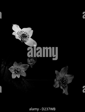 Fiori su fondo nero - quattro teste di fioritura celandine (Chelidonium majus) in bianco e nero Foto Stock