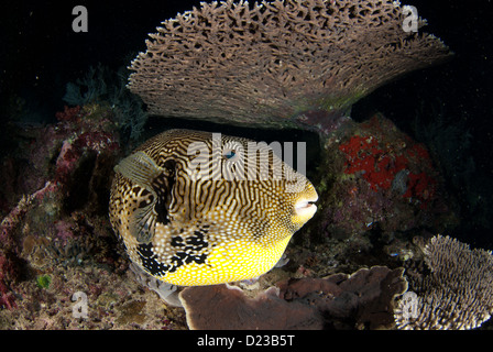 Il ritratto di un pufferfish sotto un tavolo coral presi durante una immersione notturna in Raja Ampat Papua Nuova Guinea Indonesia Foto Stock