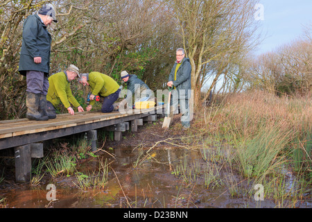 Regno Unito Ramblers sentiero volontari in parte la costruzione di una passerella su 'Boggy fen in cors Bodeilio riserva naturale Anglesey nel Galles Foto Stock