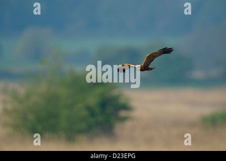 Marsh Harrier su canne Foto Stock