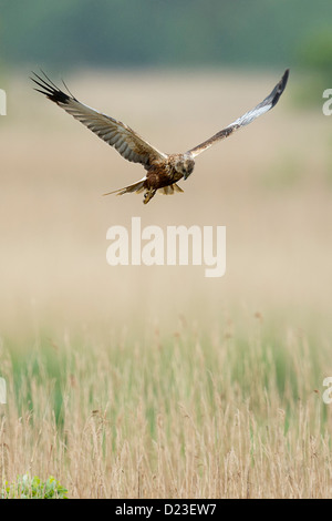 Marsh Harrier su canne Foto Stock