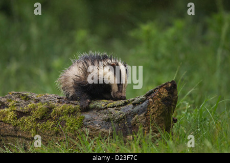 Europea (Badger Meles meles) alimentazione su un ceppo di albero sotto la pioggia Foto Stock