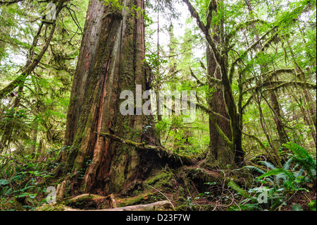 Grande Tronco vecchio nella foresta pluviale su Vanouver isola, British Columbia, Canada Foto Stock