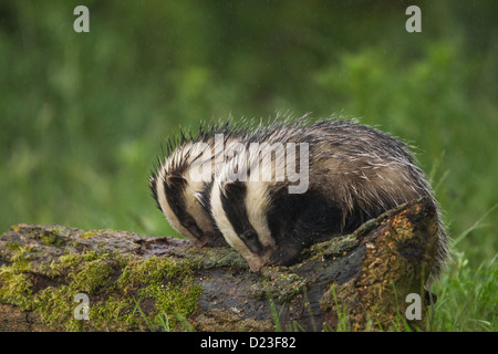 Badgers europea (Meles meles) alimentazione su un ceppo di albero sotto la pioggia Foto Stock