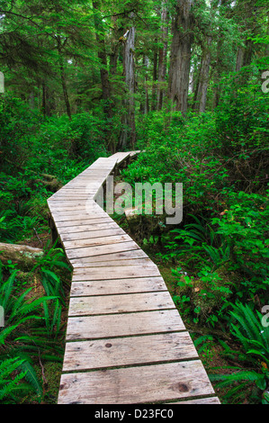 Sentiero forestale nella foresta pluviale su isola di Vancouver, British Columbia, Canada Foto Stock