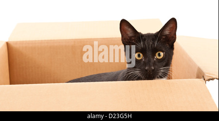 Un giovane gatto nero con baffi bianchi peeping fuori da una scatola di cartone Foto Stock