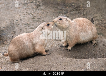 Coppia di Black-Tailed cani della prateria, Cynomys ludovicianus saluto vicenda. Foto Stock