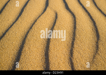 Modello ondulatorio su di un soleggiato dorate dune Foto Stock