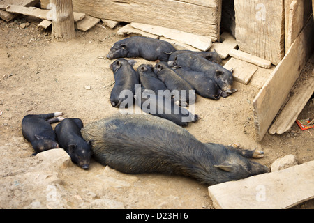 Il nero di suinetti di dormire in mucchio Foto Stock