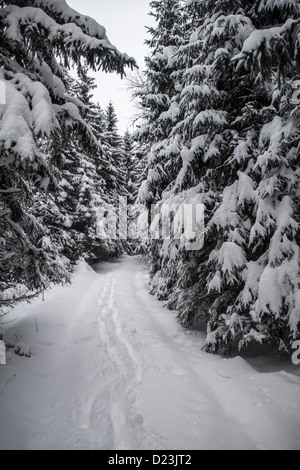 Inverno in foresta Foto Stock