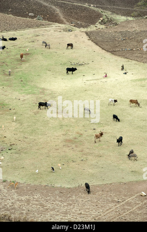 Zala Zembaba, Etiopia, animali in campo Foto Stock