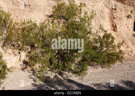 Il creosoto bush in il parco della Valle di Fire State nevada usa Foto Stock