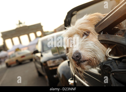 Berlino, Germania, cane in un Maggiolino Cabrio presso la Porta di Brandeburgo Foto Stock