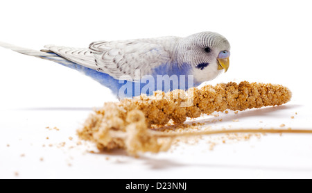 Parrocchetto blu di mangiare il miglio su una superficie bianca Foto Stock