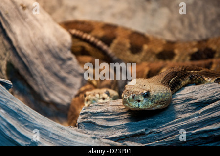 Legname Rattlesnakes Foto Stock