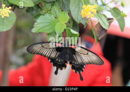 Femmina a coda di rondine asiatici (Papilio lowi). Farfalle in The Glasshouse 2013, giardino RHS Wisley, Woking, Surrey, Inghilterra, Regno Unito. Evento speciale fino al 24 febbraio 2013 che prevede la possibilità di vedere farfalle tropicali battenti circa in serra. Foto Stock