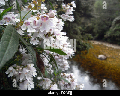 Boccola di Natale (Bursaria spinosa) fioritura accanto al fiume Franklin, vicino all'inizio del francese della PAC via, Tasmania Foto Stock