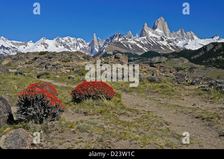 Neneo arbusti in fiore, gamma Fitz Roy delle Ande, Los Glaciares NP, Patagonia, Argentina Foto Stock