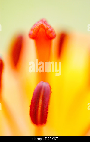 Primo piano di un bellissimo Lilium bulbiferum Foto Stock