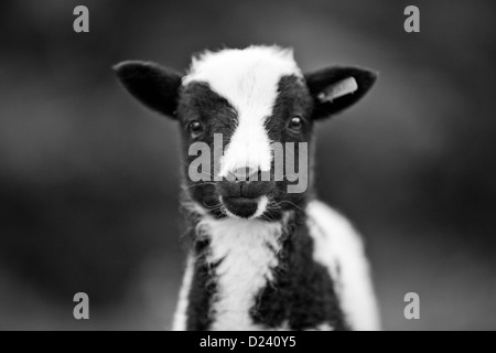 Un close-up colpo alla testa di una molla agnello in Dorset Foto Stock