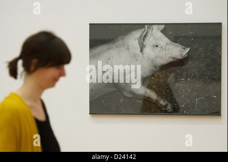 Una donna in visita alla mostra 'Michael Schmidt. Alimenti' a Martin-Gropius-Bau a Berlino, Germania, 11 gennaio 2013. Per il suo ultimo progetto per il trattamento dei prodotti alimentari in Europa Schmidt fotografato le aziende di allevamento ittico, panifici industriali e frutta-industrie di trasformazione. Foto: MAURIZIO GAMBARINI Foto Stock