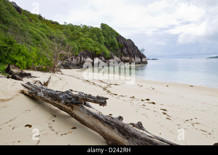 Cerf Islanda Foto Stock