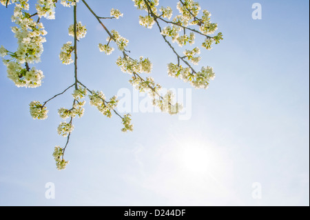 Il ramo di un albero ciliegio con fiori di colore bianco Foto Stock