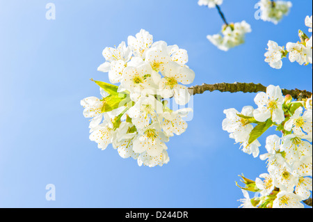 Dei ciliegi ramo di albero Foto Stock