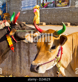 HINDU vacche sacre con corna colorati Foto Stock