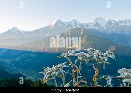 Splendido panorama di montagna con edelweiss in primo piano. Foto Stock