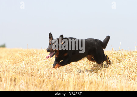 Cane Beauceron / Berger de Beauce adulto (nero e marrone) in esecuzione in un campo Foto Stock