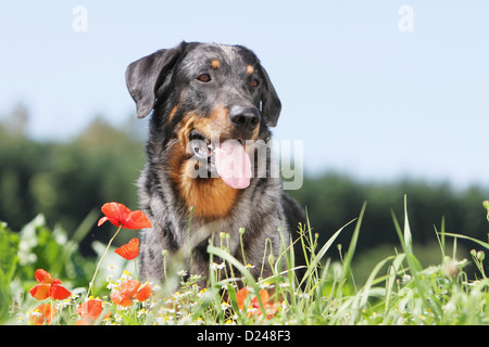 Cane Beauceron / Berger de Beauce adulto (arlecchino) seduto in un prato Foto Stock