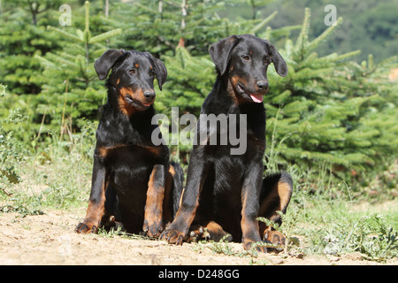 Cane Beauceron / Berger de Beauce cucciolo (nero e marrone) Foto Stock