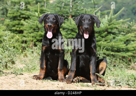 Cane Beauceron / Berger de Beauce due cuccioli (nero e marrone) seduti di fronte spains Foto Stock