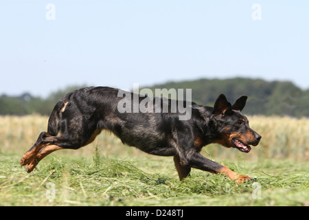 Cane Beauceron / Berger de Beauce adulto (arlecchino) in esecuzione in un campo Foto Stock