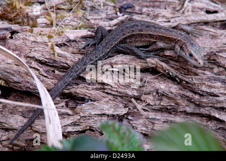 Lucertola comune Lacerta vivipara zootoca Scincomorpha rettile Foto Stock