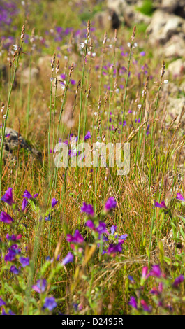 Fioritura echium bonnetii e asphodelus fistulosus, inverno fuerteventura Foto Stock